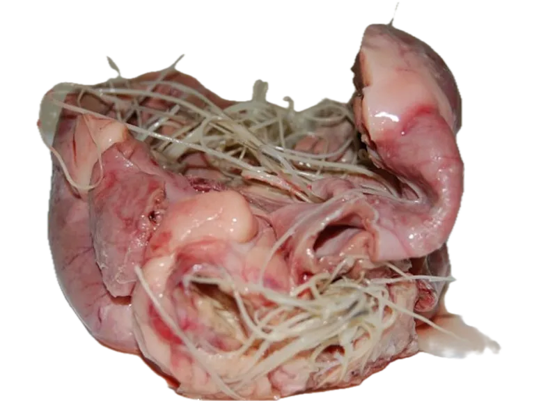Bisected canine heart showing adult heartworms in the right ventricle and pulmonary outflow tract.
