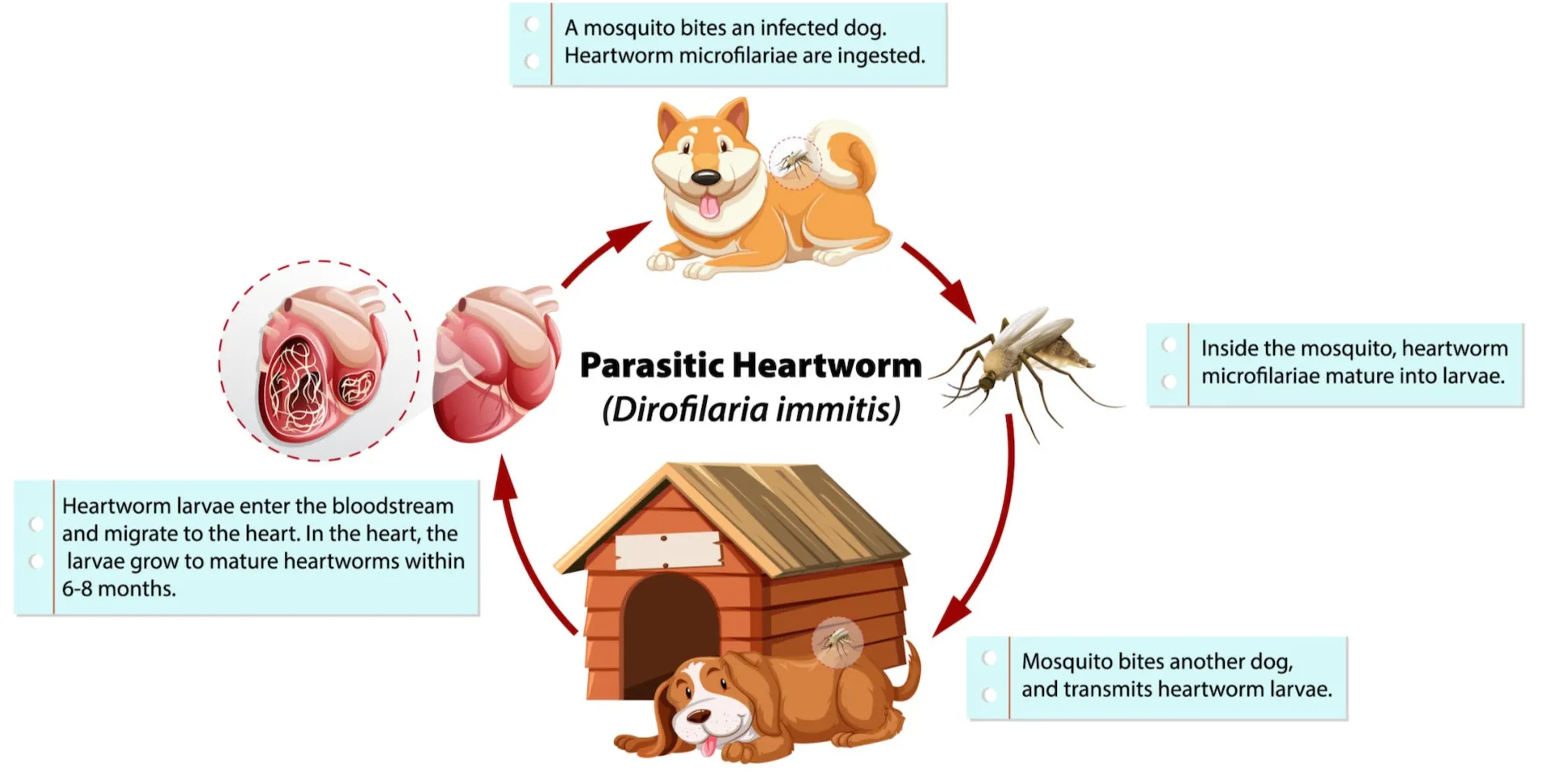 Heartworm life cycle diagram showing mosquito transmission, larval migration, mature worms in the heart, and microfilariae circulating in the bloodstream.